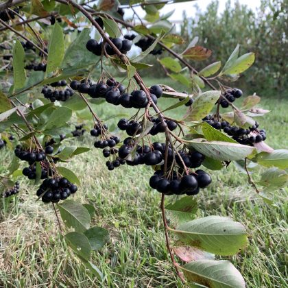Elderberries on a bush on a farm